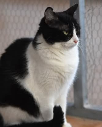 Adopter Fabi