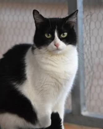 Adoption Fabi