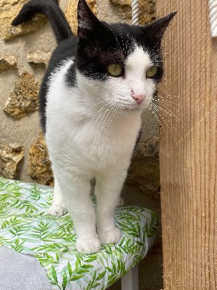 Adopter Faro