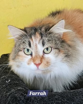 Adopter Farrah