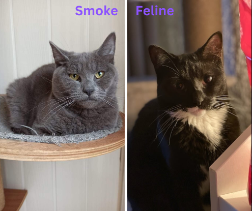 Adopter Féline et smoke