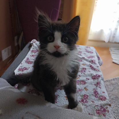 Adopter Félix