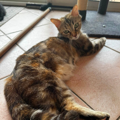 Adopter Fidji