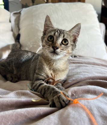 Adopter Fifie