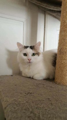 Adopter Flanelle