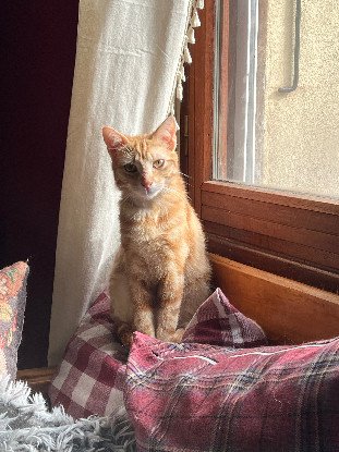 Adopter Fleury