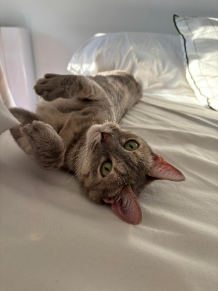 Adopter Fougère
