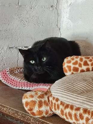 Adopter Freesby