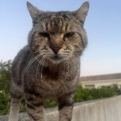 Adopter Fripouille