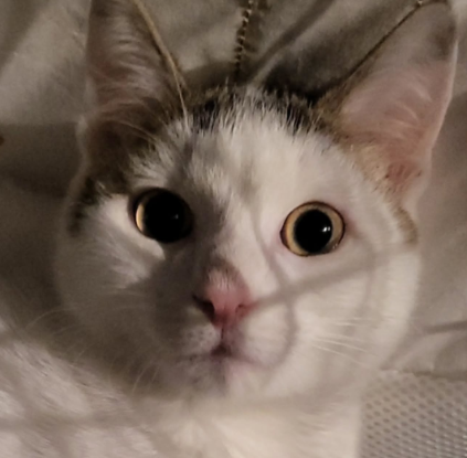 Adopter Fuyu