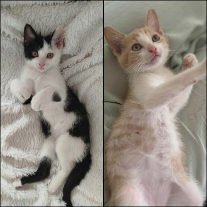 Adopter Gaby et pandi