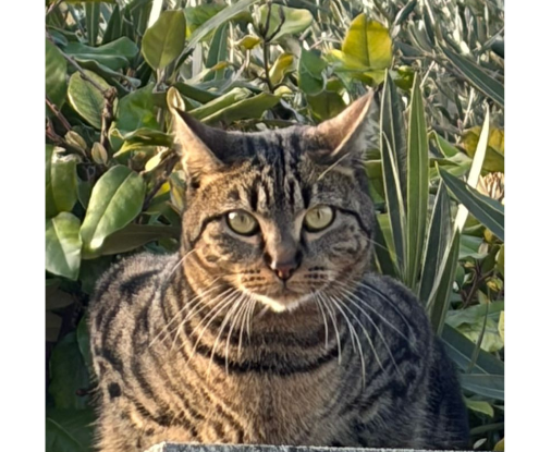 Adopter Gaponono