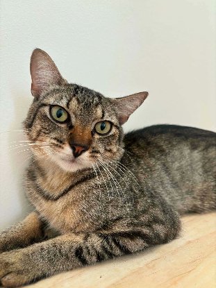 Adopter Garçon