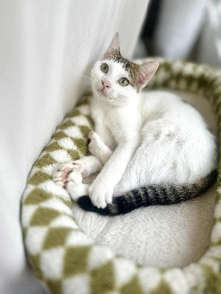 Adopter Gojo