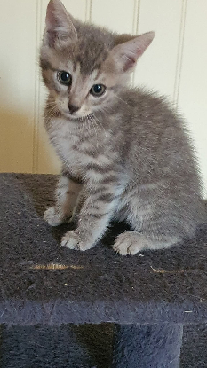 Adopter Grison