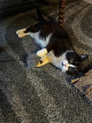 Adopter Groucha