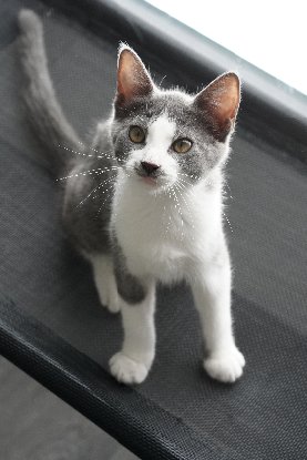 Adopter Guedelon