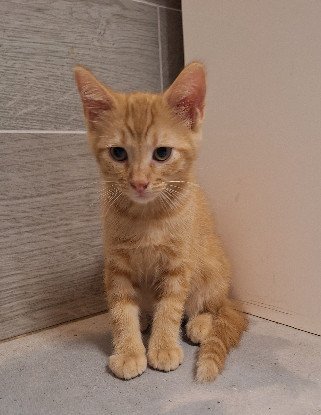 Adopter Hélios
