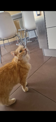 Adopter Indy