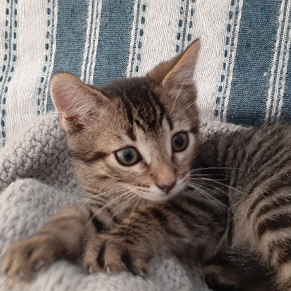 Adopter Jack