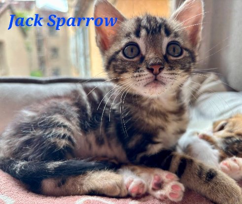 Adopter Jack sparrow