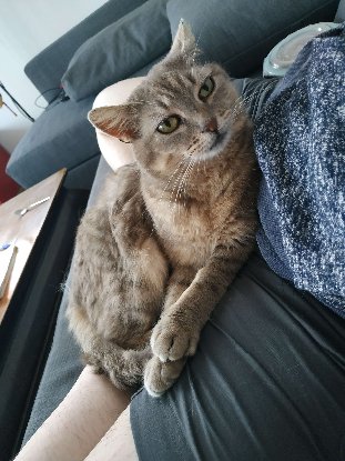 Adopter Jinx