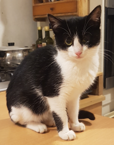 Adopter Kandy