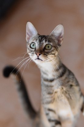 Adopter Katie