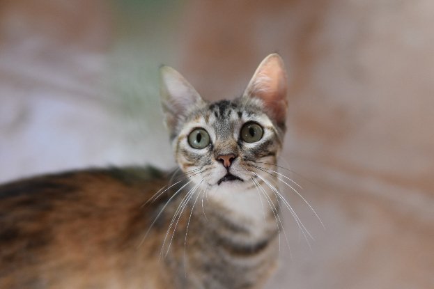 Adopter Katie