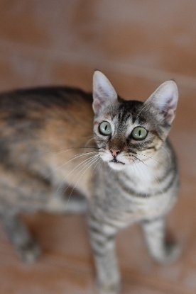 Adopter Katie