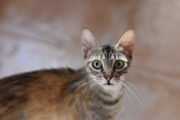Adoption Katie