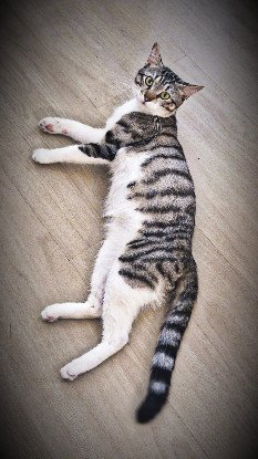 Adopter Kento
