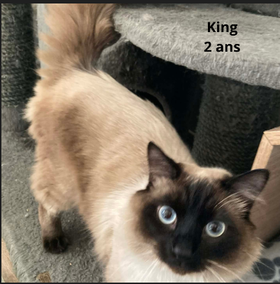 Adopter King