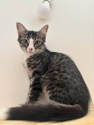 Adopter Kinoa