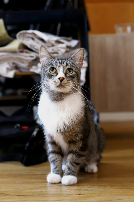 Adopter Lago