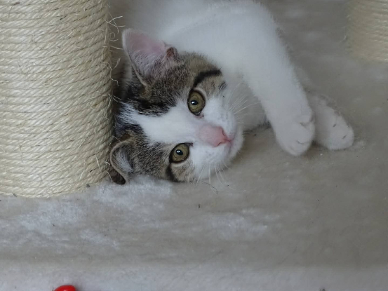 Adopter Lilo
