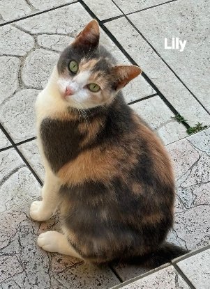 Adopter Lily