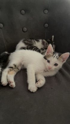 Adopter Loki