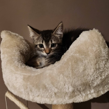Adopter Luna