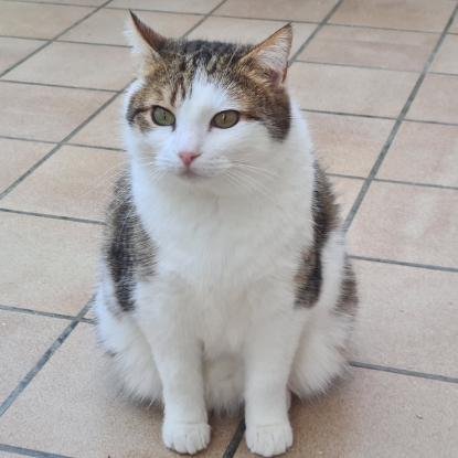 Adopter Lysandre