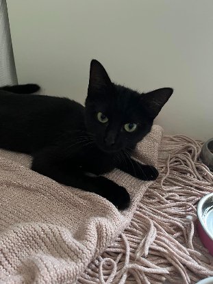 Adopter Mademoiselle