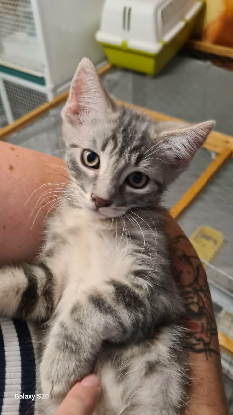 Adopter Madie