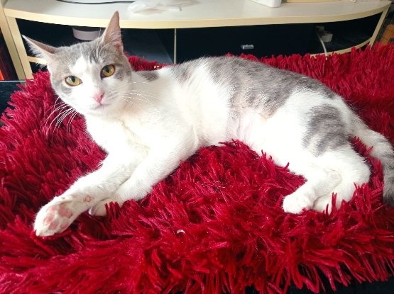 Adopter Madone