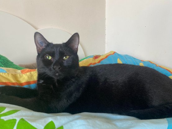 Adopter Malo