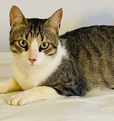 Adopter Mango