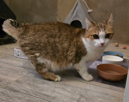 Adopter Mappy