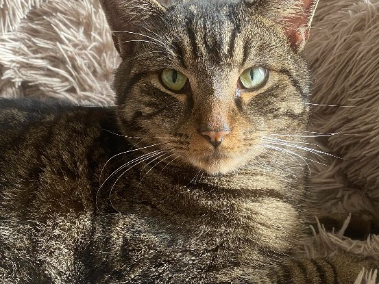 Adopter Martin