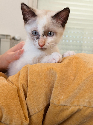 Adopter Mel