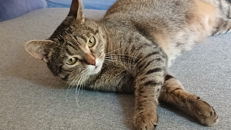 Adopter Mia