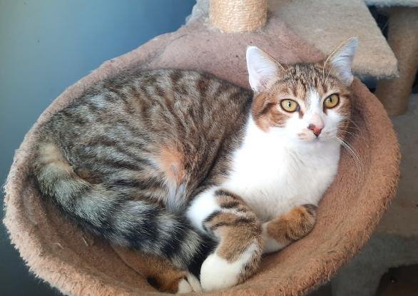 Adopter Mickey